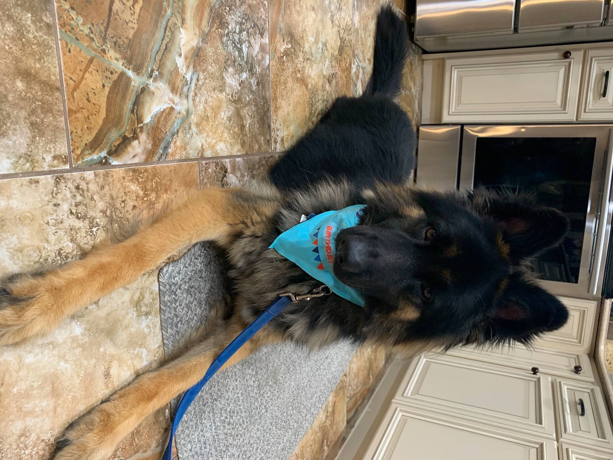 Brantley joined the competition — help win amazing prizes! canidae, carnivore, dog, dog_breed, tail