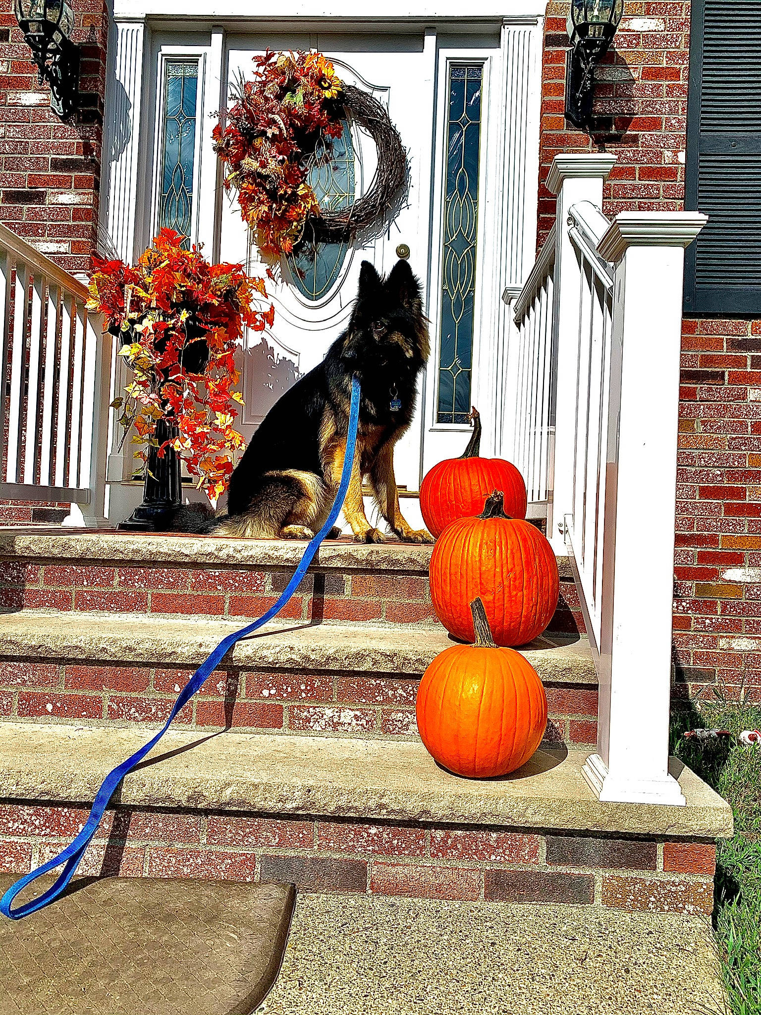 Brantley is registered to the contest to win money with this photo: autumn, canidae, cat, door, fawn, gourd, home, house, plant, porch, pumpkin, tree