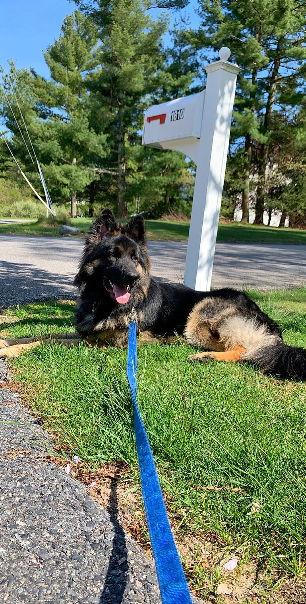 Brantley is registered to the contest to win money with this photo: bohemian_shepherd, canidae, carnivore, dog, dog_breed, german_shepherd_dog, herding_dog, king_shepherd, leash, mammal, obedience_training, old_german_shepherd_dog, shiloh_shepherd_dog, sporting_group, tail, working_dog