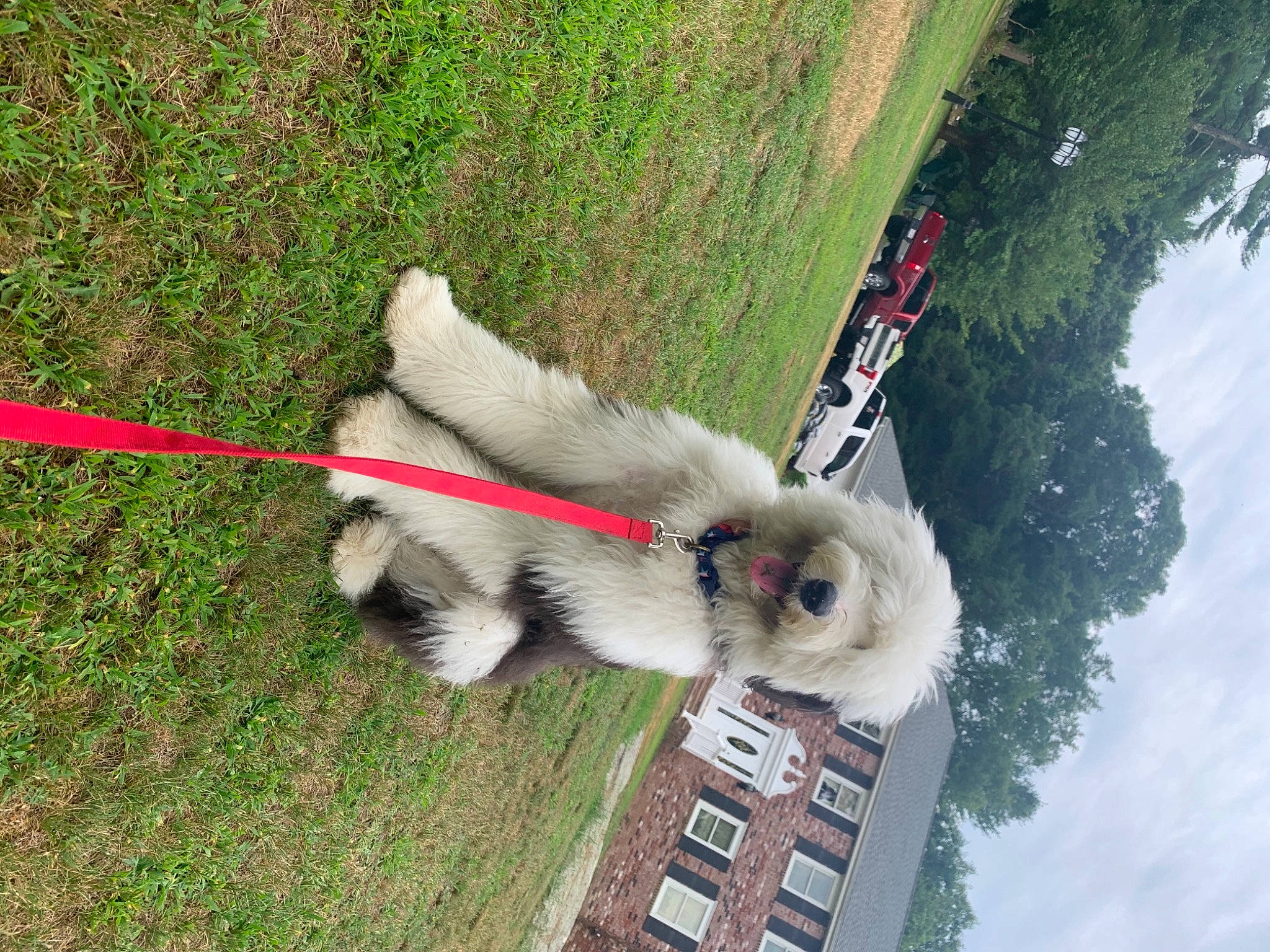 Biscuit is registered to the contest to win money with this photo: canidae, carnivore, companion_dog, dog, dog_breed, fawn, mammal, non_sporting_group, pomeranian, puppy, shih_tzu, siberian_husky, sporting_group, toy_dog