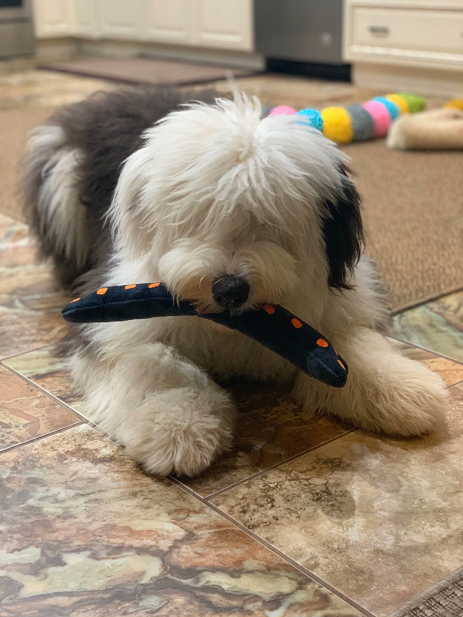 Biscuit is registered to the contest to win money with this photo: canidae, carnivore, companion_dog, coton_de_tulear, dog, dog_breed, kyi_leo, mammal, non_sporting_group, old_english_sheepdog, polish_lowland_sheepdog, rare_breed_dog, sapsali, snout, terrier, tibetan_terrier, vertebrate, working_dog
