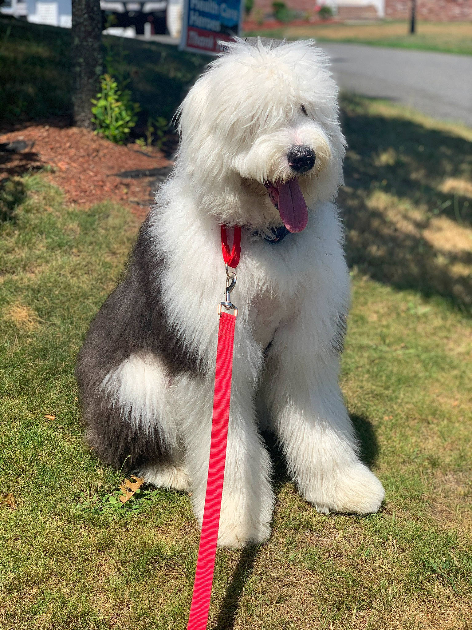 Biscuit is registered to the contest to win money with this photo: bearded_collie, canidae, carnivore, companion_dog, dog, dog_breed, herding_dog, mammal, old_english_sheepdog, polish_lowland_sheepdog, rare_breed_dog, romanian_mioritic_shepherd_dog, sapsali, snout, south_russian_ovcharka, sporting_group, terrier, vertebrate, working_dog