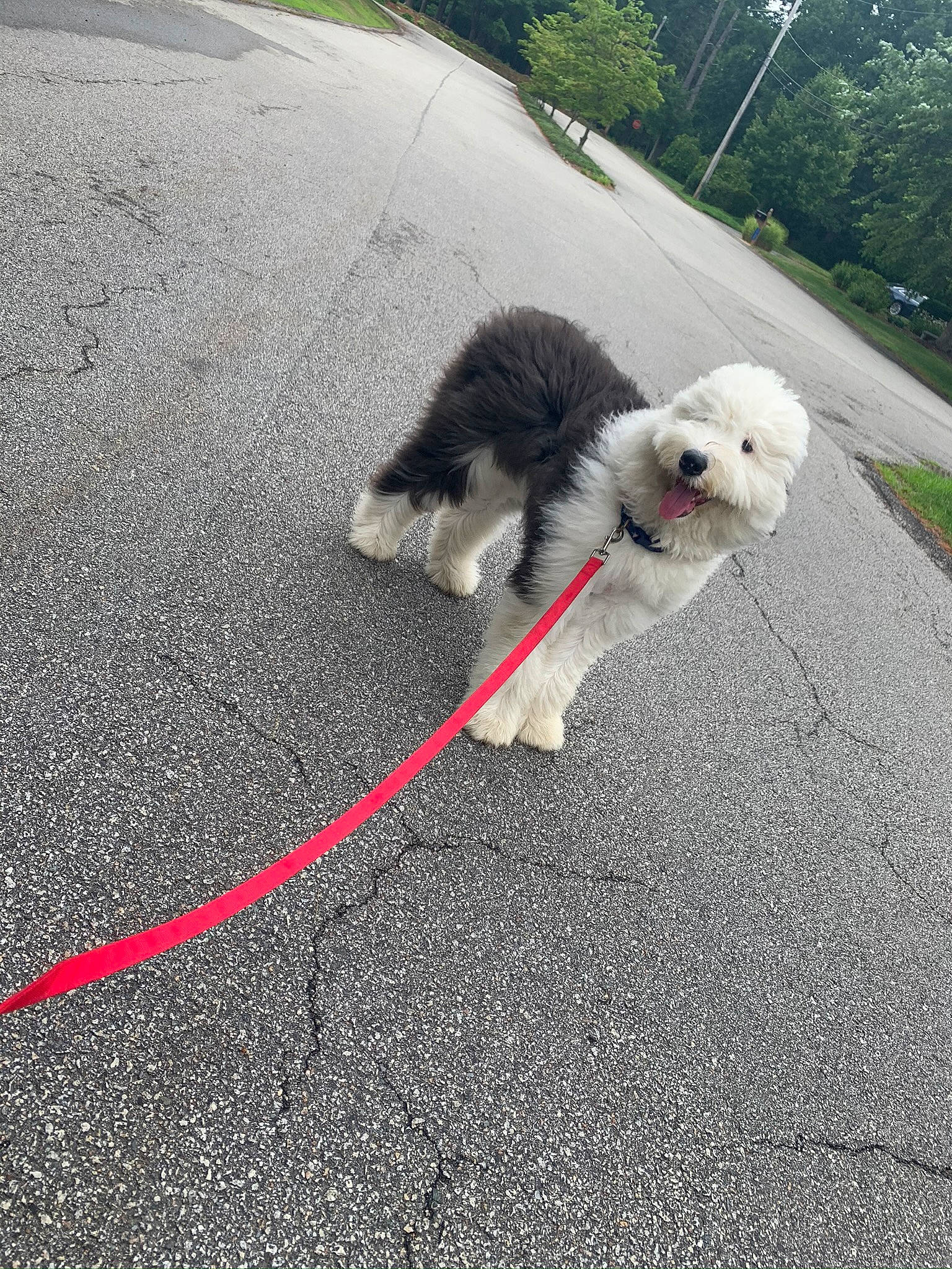 Biscuit is registered to the contest to win money with this photo: asphalt, canidae, carnivore, companion_dog, dog, dog_breed, dog_walking, leash, maltese, non_sporting_group, puppy, road, sidewalk, sporting_group, tail, toy_dog, working_dog