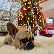 Yeti is registered to the contest to win money with this photo: animal, bokeh, carpet, christmas_tree, close_up, cozy, cute, decorations, dog, fluffy_rug, french_bulldog, holiday_decor, indoor, lights, lying_down, pet, portrait, red_ribbons, relaxed, wrapped_gifts