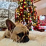 animal, bokeh, carpet, christmas_tree, close_up, cozy, cute, decorations, dog, fluffy_rug, french_bulldog, holiday_decor, indoor, lights, lying_down, pet, portrait, red_ribbons, relaxed, wrapped_gifts