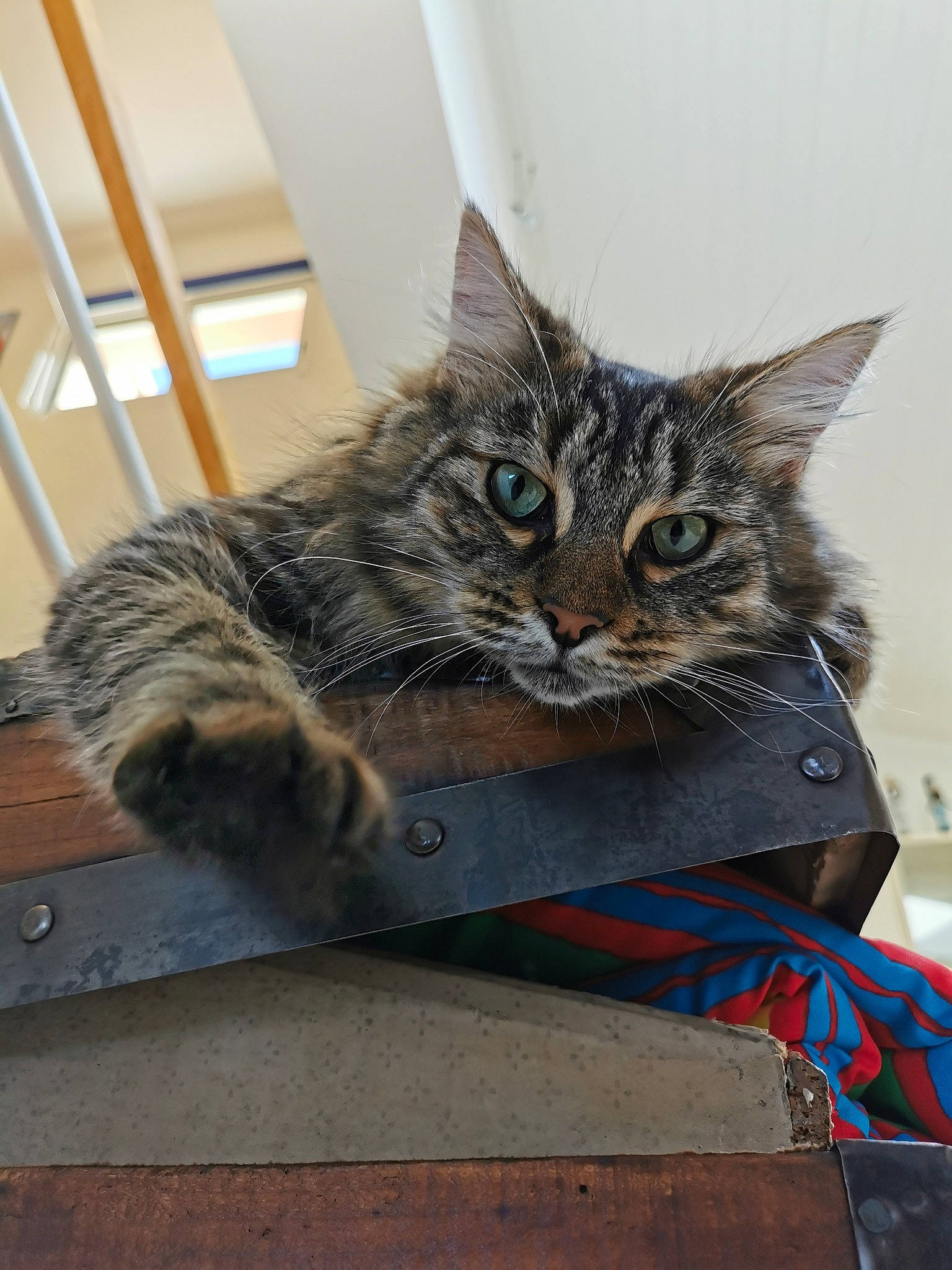 Maitika participe au concours pour gagner de l'argent avec cette photo : aegean_cat, american_shorthair, asian, carnivore, cat, domestic_short_haired_cat, dragon_li, european_shorthair, felidae, fur, kitten, maine_coon, mammal, norwegian_forest_cat, ojos_azules, small_to_medium_sized_cats, tabby_cat, whiskers, wild_cat