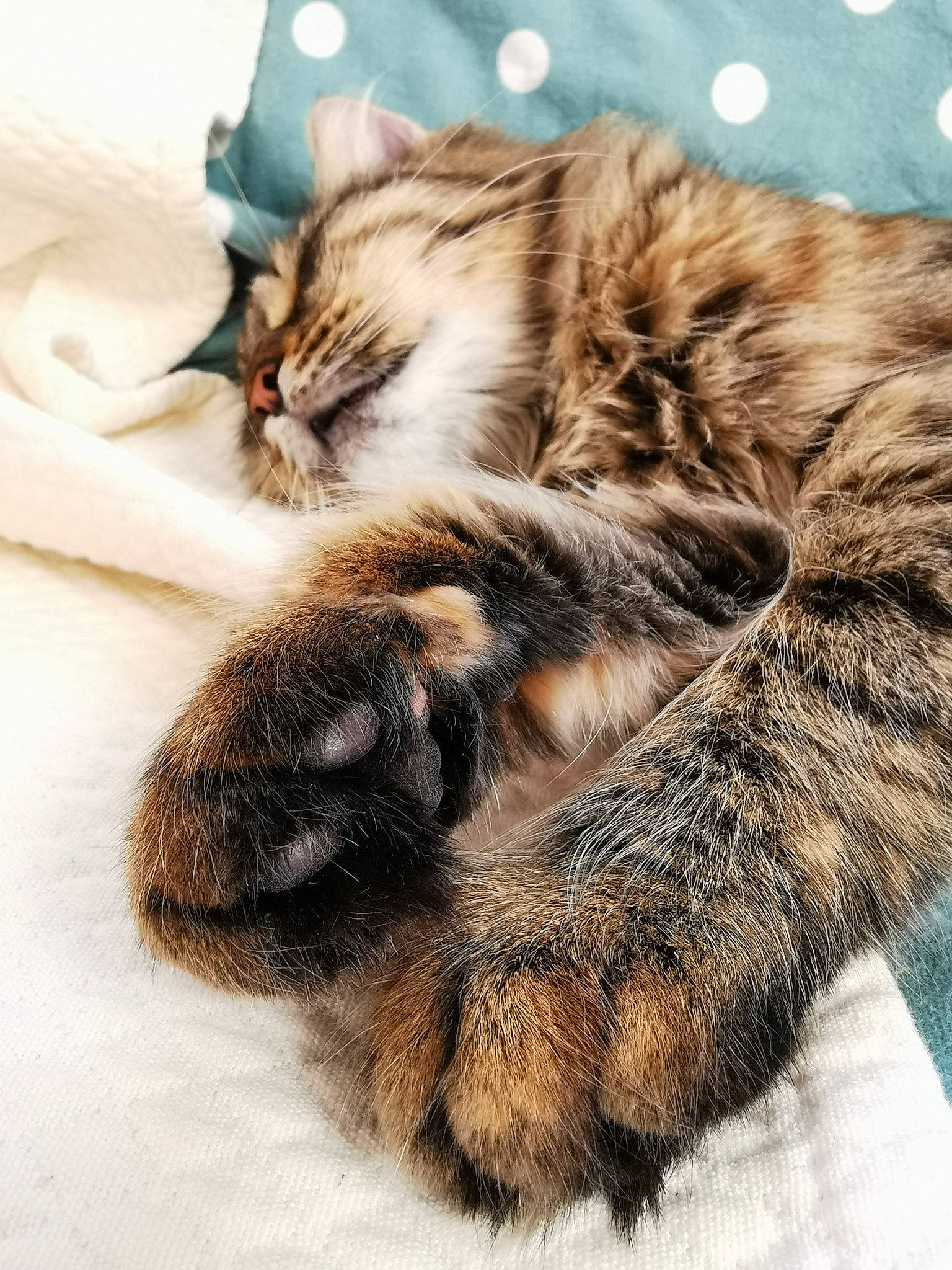 Maitika a rejoint le concours — aidez-le/la à gagner de superbes lots ! british_longhair, carnivore, cat, claw, domestic_long_haired_cat, dragon_li, european_shorthair, felidae, fur, kitten, maine_coon, norwegian_forest_cat, paw, pixie_bob, siberian, small_to_medium_sized_cats, tabby_cat, tail, whiskers