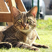 Volt a rejoint le concours — aidez-le/la à gagner de superbes lots ! cat, tabby, grass, outdoor, sunlight, wooden_chair, animal, pet, mammal, feline, relaxed, alert, whiskers, ears, nature, daylight, closeup, fur, paw, resting