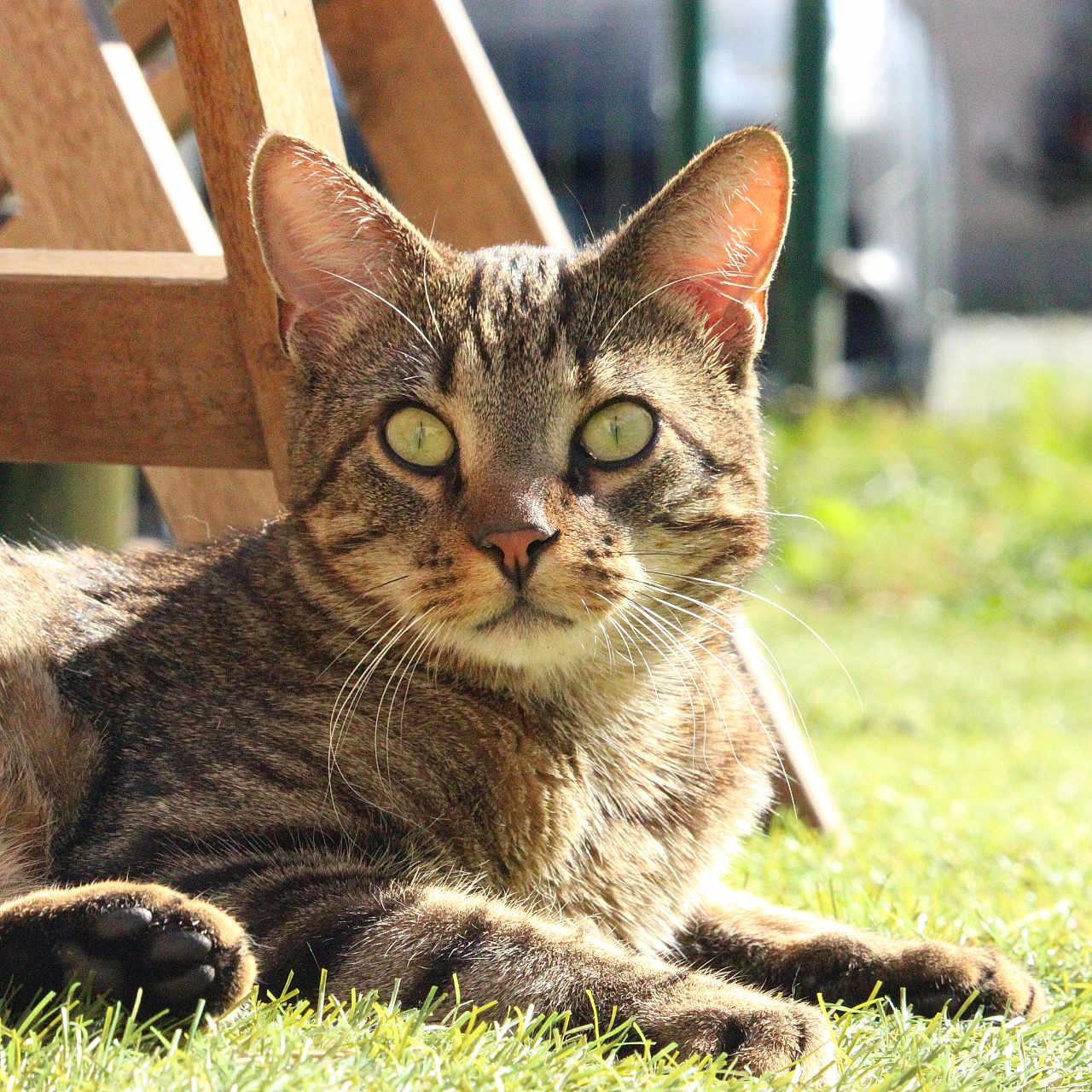 Volt a rejoint le concours — aidez-le/la à gagner de superbes lots ! alert, animal, cat, closeup, daylight, ears, feline, fur, grass, mammal, nature, outdoor, paw, pet, relaxed, resting, sunlight, tabby, whiskers, wooden_chair