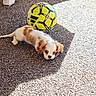 puppy, dog, spaniel, pet, animal, soccer_ball, football, carpet, indoor, lying_down, brown_and_white, floppy_ears, face, eyes, nose, sunlight, shadow, playful, cute, sports_equipment