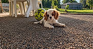 Maya participe au concours pour gagner de l'argent avec cette photo : puppy, dog, cavalier_king_charles_spaniel, pet, soccer_ball, outdoor, sunlight, pebbles, patio, backyard, grass, trees, garden, shed, table, playful, lying_down, floppy_ears, brown_and_white, portrait