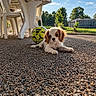 puppy, dog, cavalier_king_charles_spaniel, pet, soccer_ball, outdoor, sunlight, pebbles, patio, backyard, grass, trees, garden, shed, table, playful, lying_down, floppy_ears, brown_and_white, portrait