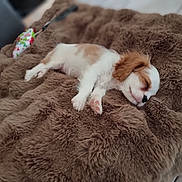 Maya participe au concours pour gagner de l'argent avec cette photo : puppy, dog, sleeping, pet, animal, white_fur, brown_fur, blanket, plush, cozy, indoors, resting, lying_down, closed_eyes, paw, snout, toy, soft, cute, photography