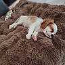 puppy, dog, sleeping, pet, animal, white_fur, brown_fur, blanket, plush, cozy, indoors, resting, lying_down, closed_eyes, paw, snout, toy, soft, cute, photography