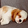 dog, puppy, cavalier_king_charles_spaniel, sleeping, lying_down, floppy_ears, brown_and_white, fur, pet, couch, indoors, portrait, closeup, adorable, relaxed, resting, black_nose, soft_fur, home, cute