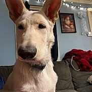 Finn Alexander is registered to the contest to win money with this photo: dog, indoor, close_up, light_fur, ears, couch, blanket, string_lights, framed_picture, wall, collar, pet, animal, living_room, cozy, portrait, sitting, calm, curious, furniture