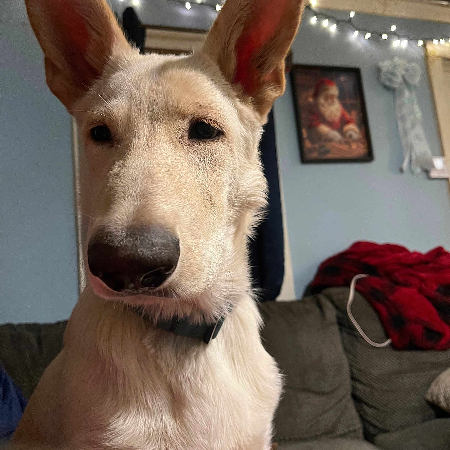 Finn Alexander is registered to the contest to win money with this photo: animal, blanket, calm, close_up, collar, couch, cozy, curious, dog, ears, framed_picture, furniture, indoor, light_fur, living_room, pet, portrait, sitting, string_lights, wall