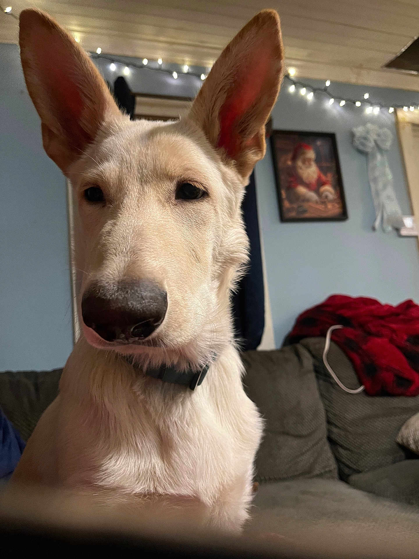 Finn Alexander is registered to the contest to win money with this photo: dog, indoor, close_up, light_fur, ears, couch, blanket, string_lights, framed_picture, wall, collar, pet, animal, living_room, cozy, portrait, sitting, calm, curious, furniture