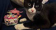 Gwen is registered to the contest to win money with this photo: cat, tuxedo_cat, black_and_white, pet, animal, feline, yellow_eyes, whiskers, pink_nose, pointed_ears, lying_down, bed, blanket, pillow, plush_toy, birthday_toy, indoors, bedroom, cozy, portrait