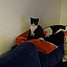 cat, tuxedo_cat, black_and_white, pet, animal, sitting, indoors, bedroom, bed, blankets, bedding, orange_blanket, navy_blanket, textured_wall, home, cozy, portrait, front_view, alert, cute