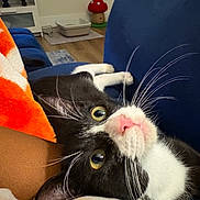 Gwen joined the competition — help win amazing prizes! cat, tuxedo_cat, black_and_white, pet, feline, whiskers, pink_nose, yellow_eyes, close_up, portrait, upside_down, lying_down, relaxed, curious, indoor, couch, blanket, orange_blanket, blue_cushion, home_decor