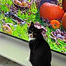 Gwen joined the competition — help win amazing prizes! cat, tuxedo_cat, black_and_white, pet, animal, sitting, portrait, curious, looking_at_camera, green_eyes, whiskers, pink_nose, television, screen, pumpkins, apples, garden, grass, indoor, furniture
