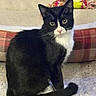 Gwen is registered to the contest to win money with this photo: cat, tuxedo_cat, black_and_white, pet, animal, sitting, portrait, green_eyes, whiskers, ears, tail, fur, indoor, home, couch, cushion, plaid, carpet, toy, close_up