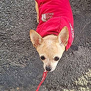 Laya a rejoint le concours — aidez-le/la à gagner de superbes lots ! dog, small_dog, leash, red_jacket, asphalt, outdoor, pet, cute, animal, walking, looking_up, ears, face, pavement, shadow, daylight, standing, canine, jacket, curious