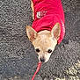 dog, small_dog, leash, red_jacket, asphalt, outdoor, pet, cute, animal, walking, looking_up, ears, face, pavement, shadow, daylight, standing, canine, jacket, curious