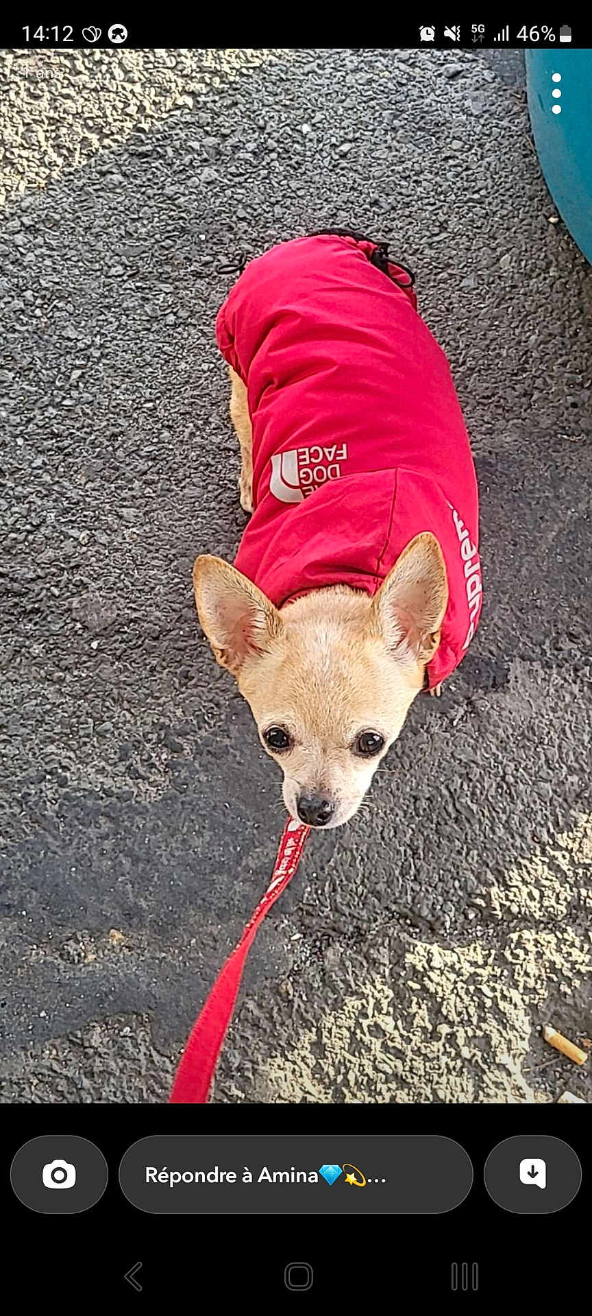 Laya a rejoint le concours — aidez-le/la à gagner de superbes lots ! dog, small_dog, leash, red_jacket, asphalt, outdoor, pet, cute, animal, walking, looking_up, ears, face, pavement, shadow, daylight, standing, canine, jacket, curious