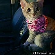 Ethel is registered to the contest to win money with this photo: abyssinian, accessories, angora, animal, bandana, cat, cushion, face, formalwear, head, headband, homedecor, kitten, manx, person, pet, photography, portrait, strap, tie