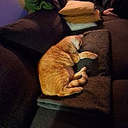 Edgard participe au concours pour gagner de l'argent avec cette photo : animal, blanket, cat, comfort, couch, cozy, domestic_cat, fur, furniture, home, indoor, nap, orange_tabby, pet, pillow, quiet, relaxation, resting, sleeping, soft_light