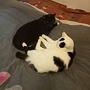 Nini a rejoint le concours — aidez-le/la à gagner de superbes lots ! cat, cats, black_cat, white_cat, bed, blanket, fur, pet, animal, resting, sleeping, cute, domestic_animal, indoor, cozy, two_animals, companion, friendship, relaxing, soft