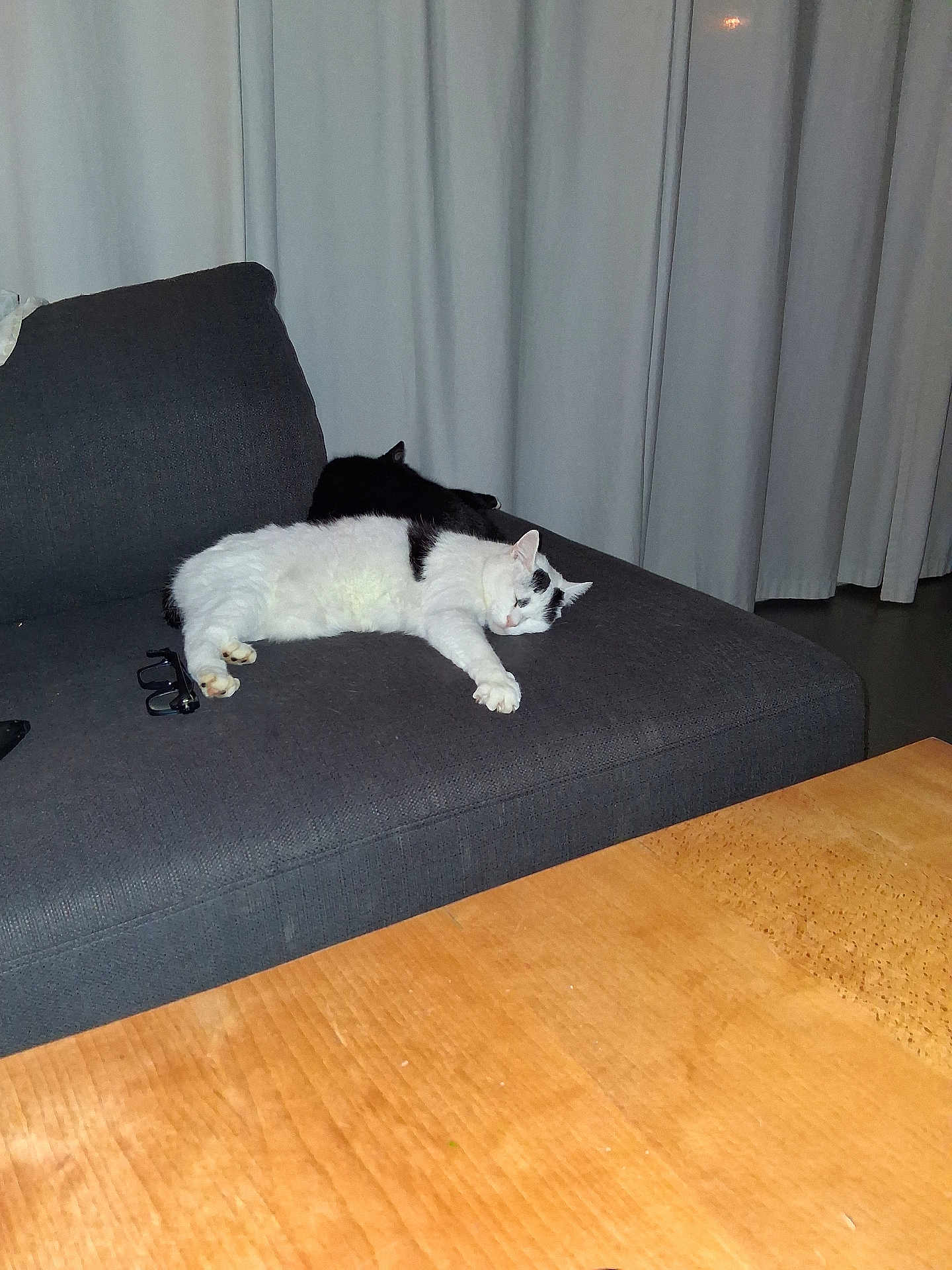 Nini participe au concours pour gagner de l'argent avec cette photo : cat, cats, sleeping, couch, sofa, indoor, pet, feline, black_cat, white_cat, relaxing, home, wooden_table, curtains, cozy, resting, animal, domestic, furniture, quiet
