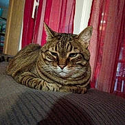 Jasper participe au concours pour gagner de l'argent avec cette photo : cat, tabby, indoor, resting, feline, pet, curtains, red, cozy, relaxed, animal, striped, whiskers, ears, face, fur, comfort, sofa, home, domestic