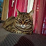 cat, tabby, indoor, resting, feline, pet, curtains, red, cozy, relaxed, animal, striped, whiskers, ears, face, fur, comfort, sofa, home, domestic