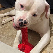 Boss joined the competition — help win amazing prizes! dog, white_dog, pet, indoor, floor, toy, chewing, red_toy, animal, canine, playful, nose, ears, paw, lying_down, tile_floor, household, close_up, companion, cute