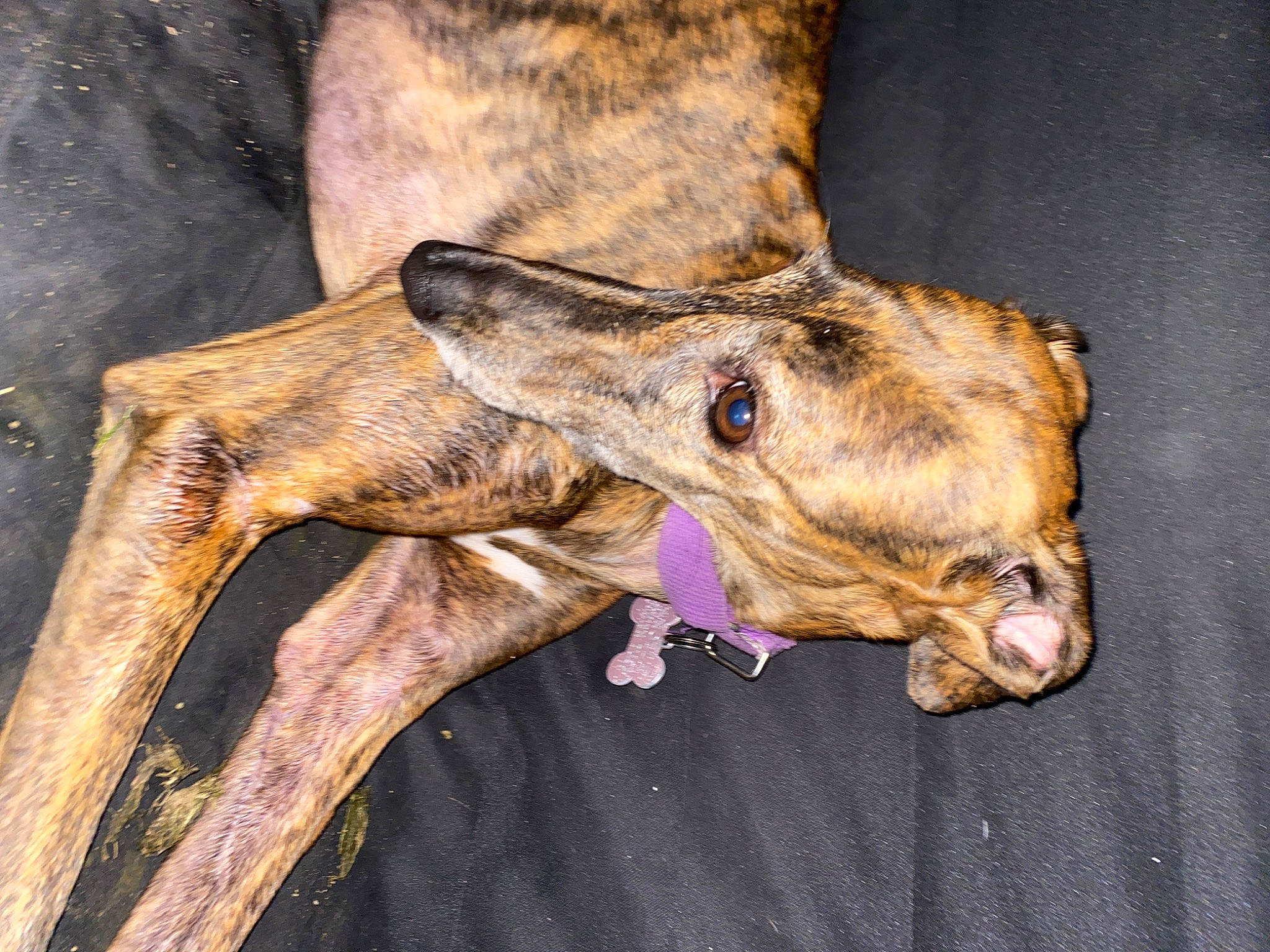 Angela a rejoint le concours — aidez-le/la à gagner de superbes lots ! canidae, carnivore, dog, dog_breed, fawn, galgo_espanol, greyhound, lurcher, snout, wildlife