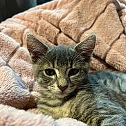 Léa a rejoint le concours — aidez-le/la à gagner de superbes lots ! kitten, cat, gray_tabby, feline, pet, animal, whiskers, ears, fur, blanket, pink_blanket, soft_texture, cozy, indoor, close_up, portrait, cute, resting, young_cat, domestic_cat