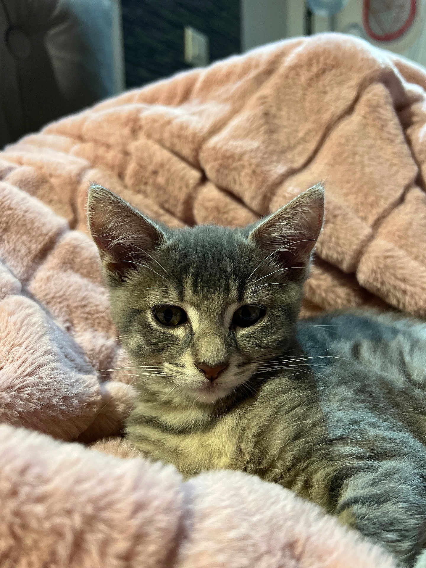 Léa a rejoint le concours — aidez-le/la à gagner de superbes lots ! kitten, cat, gray_tabby, feline, pet, animal, whiskers, ears, fur, blanket, pink_blanket, soft_texture, cozy, indoor, close_up, portrait, cute, resting, young_cat, domestic_cat