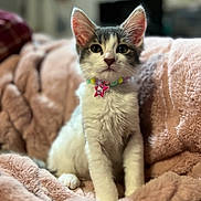 Gaby participe au concours pour gagner de l'argent avec cette photo : kitten, cat, pet, animal, cute, fluffy, collar, star_tag, beads, indoor, blanket, soft, fur, portrait, young, sitting, curious, closeup, cozy, domestic