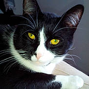 Momo participe au concours pour gagner de l'argent avec cette photo :