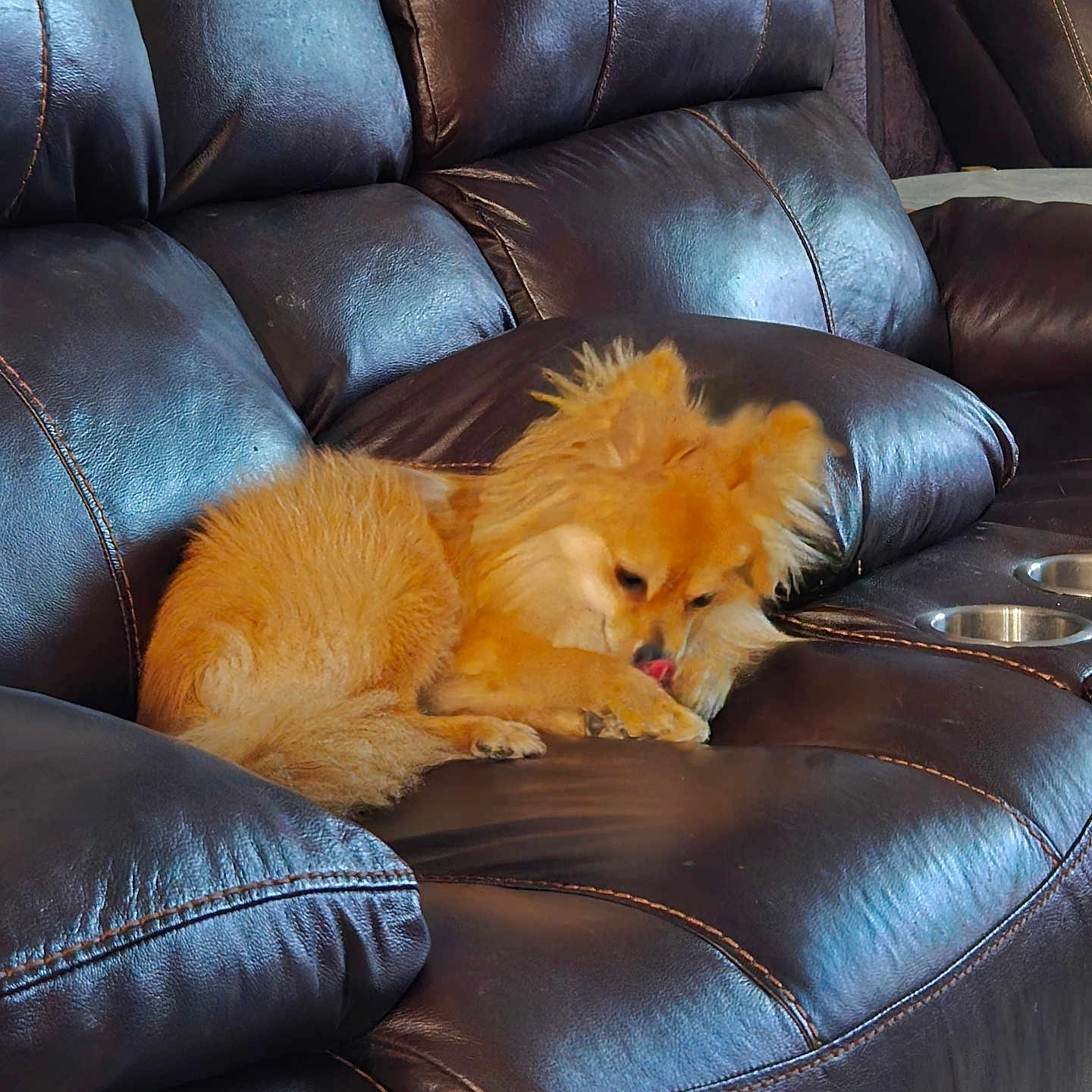 Simba is registered to the contest to win money with this photo: animal, architecture, armchair, building, canine, cat, chair, couch, cushion, dog, furniture, homedecor, indoors, kitten, livingroom, person, pet, puppy, room, sleeping