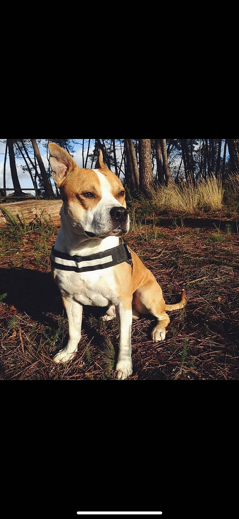Aka a rejoint le concours — aidez-le/la à gagner de superbes lots ! american_staffordshire_terrier, canidae, carnivore, collar, companion_dog, dog, dog_breed, dog_walking, fawn, feist, leash, mammal, non_sporting_group, snout, sporting_group, vertebrate