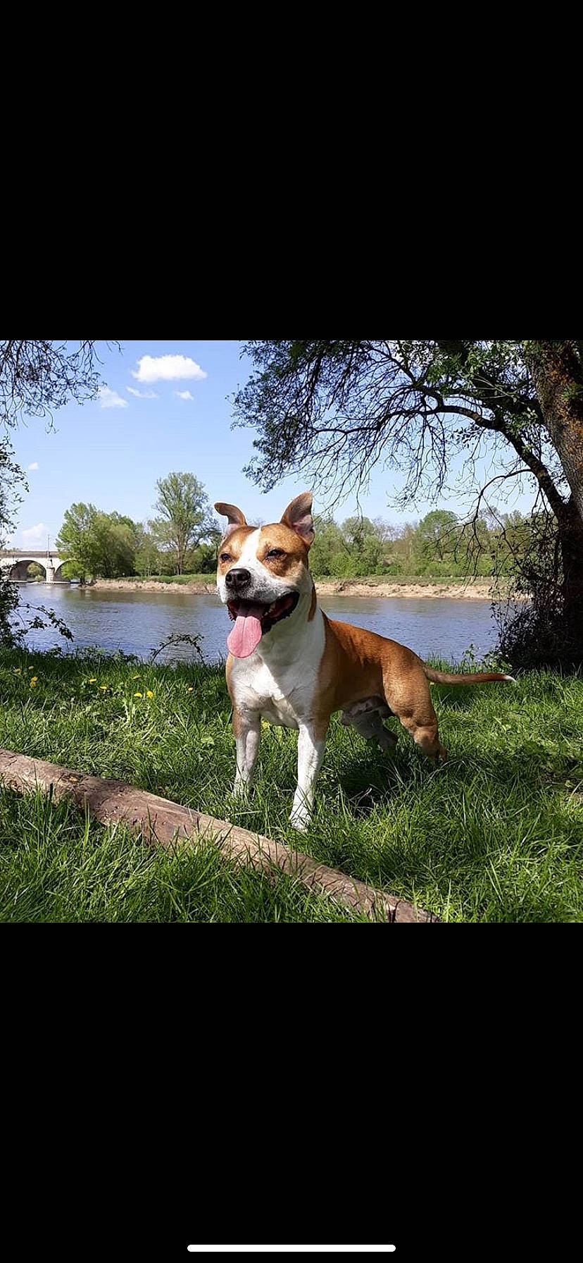 Aka a rejoint le concours — aidez-le/la à gagner de superbes lots ! american_pit_bull_terrier, american_staffordshire_terrier, canidae, carnivore, companion_dog, dog, dog_breed, fawn, mammal, non_sporting_group, staffordshire_bull_terrier, vertebrate