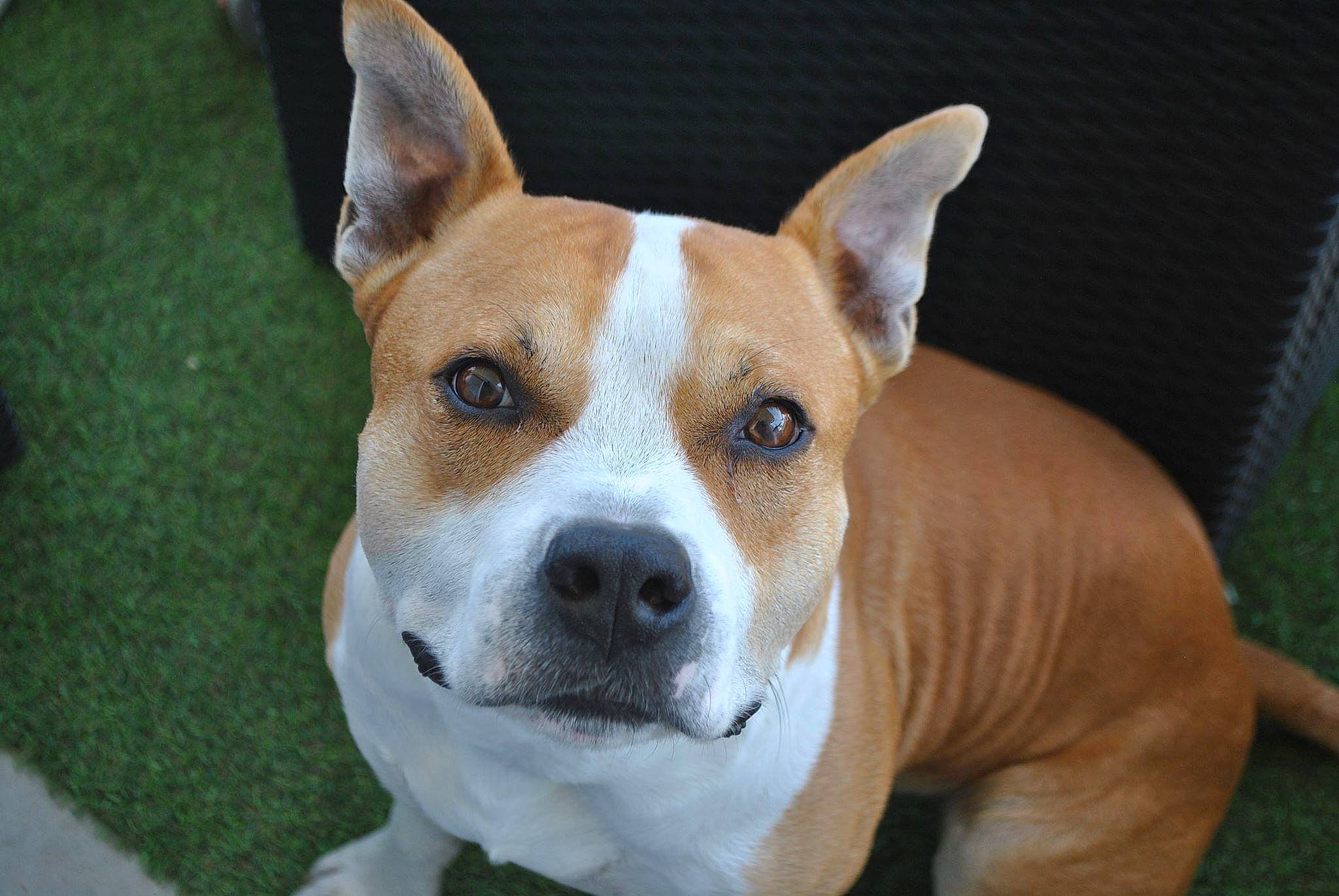 Aka participe au concours pour gagner de l'argent avec cette photo : american_staffordshire_terrier, ancient_dog_breeds, canidae, carnivore, companion_dog, dog, dog_breed, fawn, feist, mammal, non_sporting_group, rare_breed_dog, snout, sporting_group, terrier, vertebrate, whiskers