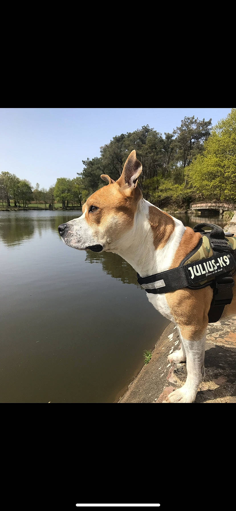 Aka participe au concours pour gagner de l'argent avec cette photo : basenji, canidae, carnivore, carolina_dog, companion_dog, dog, dog_breed, dog_collar, fawn, hunting_dog, ibizan_hound, leash, mammal, photo_caption, photography, rat_terrier, vertebrate