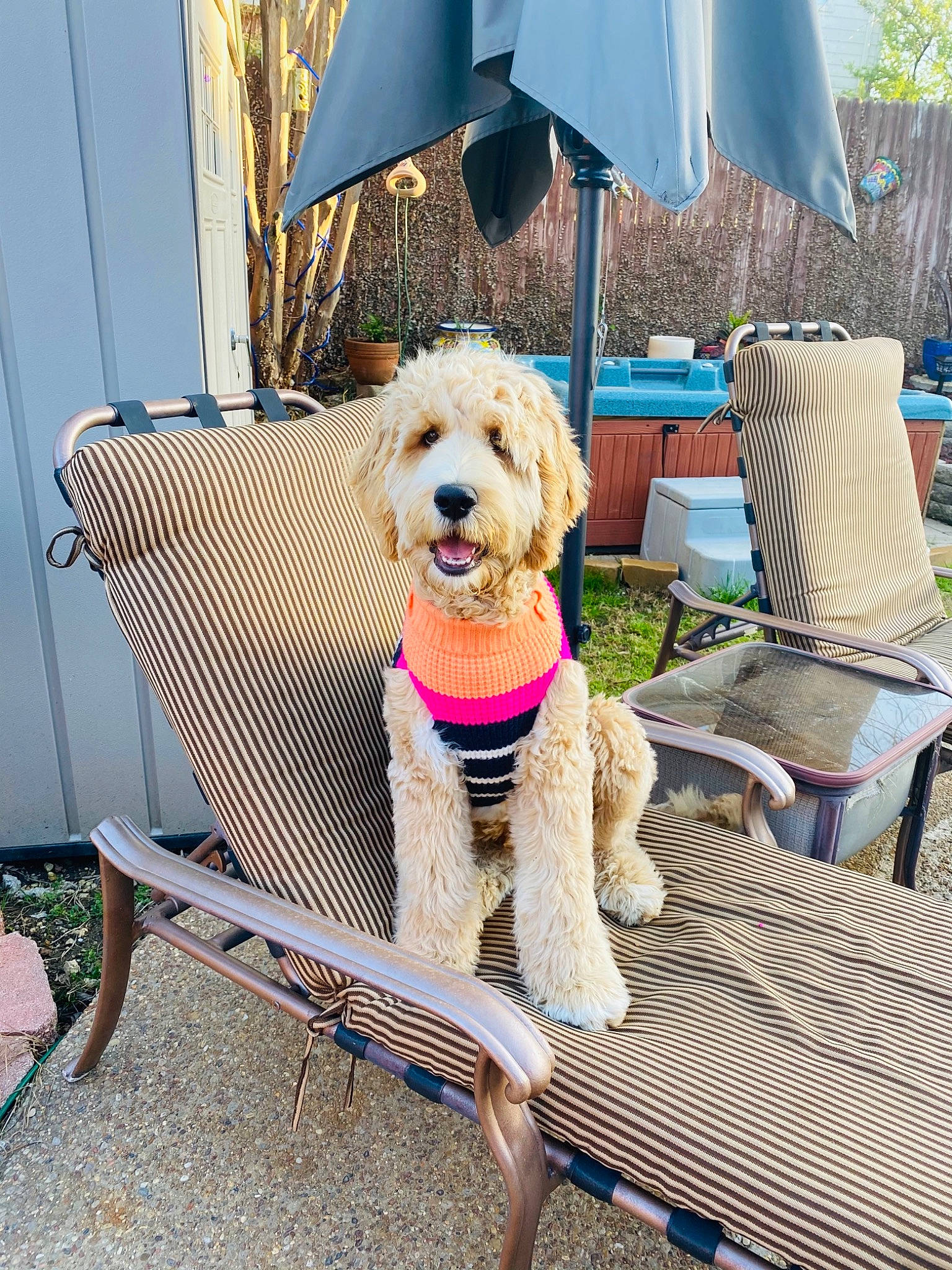 Benito joined the competition — help win amazing prizes! blue, carnivore, chair, companion_dog, dog, dog_breed, dog_collar, dog_supply, eyewear, fashion_accessory, fawn, leisure, outdoor_furniture, plant, shade, sporting_group, summer, sunglasses, toy_dog, umbrella