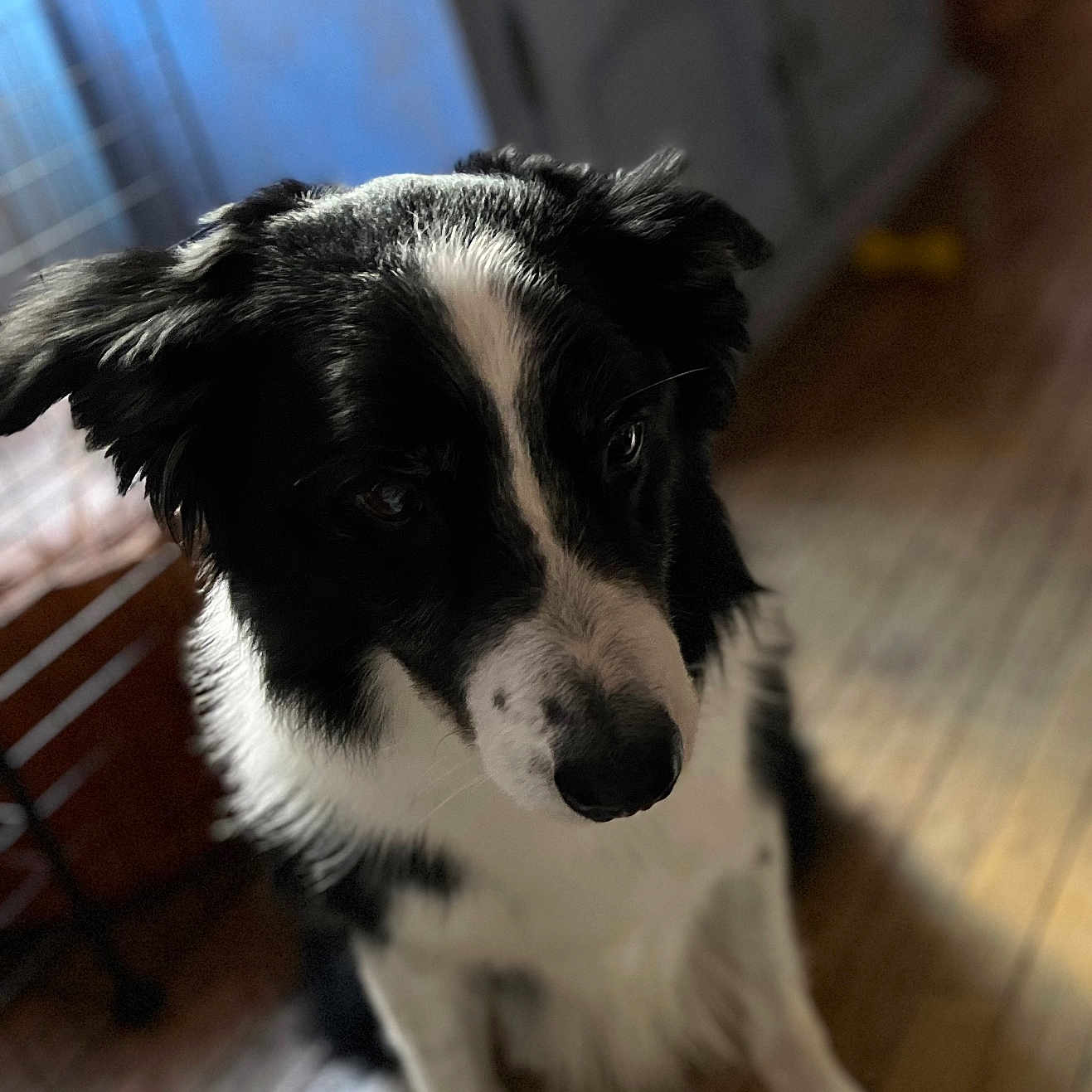 Hindy a rejoint le concours — aidez-le/la à gagner de superbes lots ! animal, architecture, building, cabinet, canine, cockerspaniel, collie, dog, drawer, furniture, hardwood, husky, indoors, interiordesign, livingroom, papillon, pet, plywood, puppy, wood