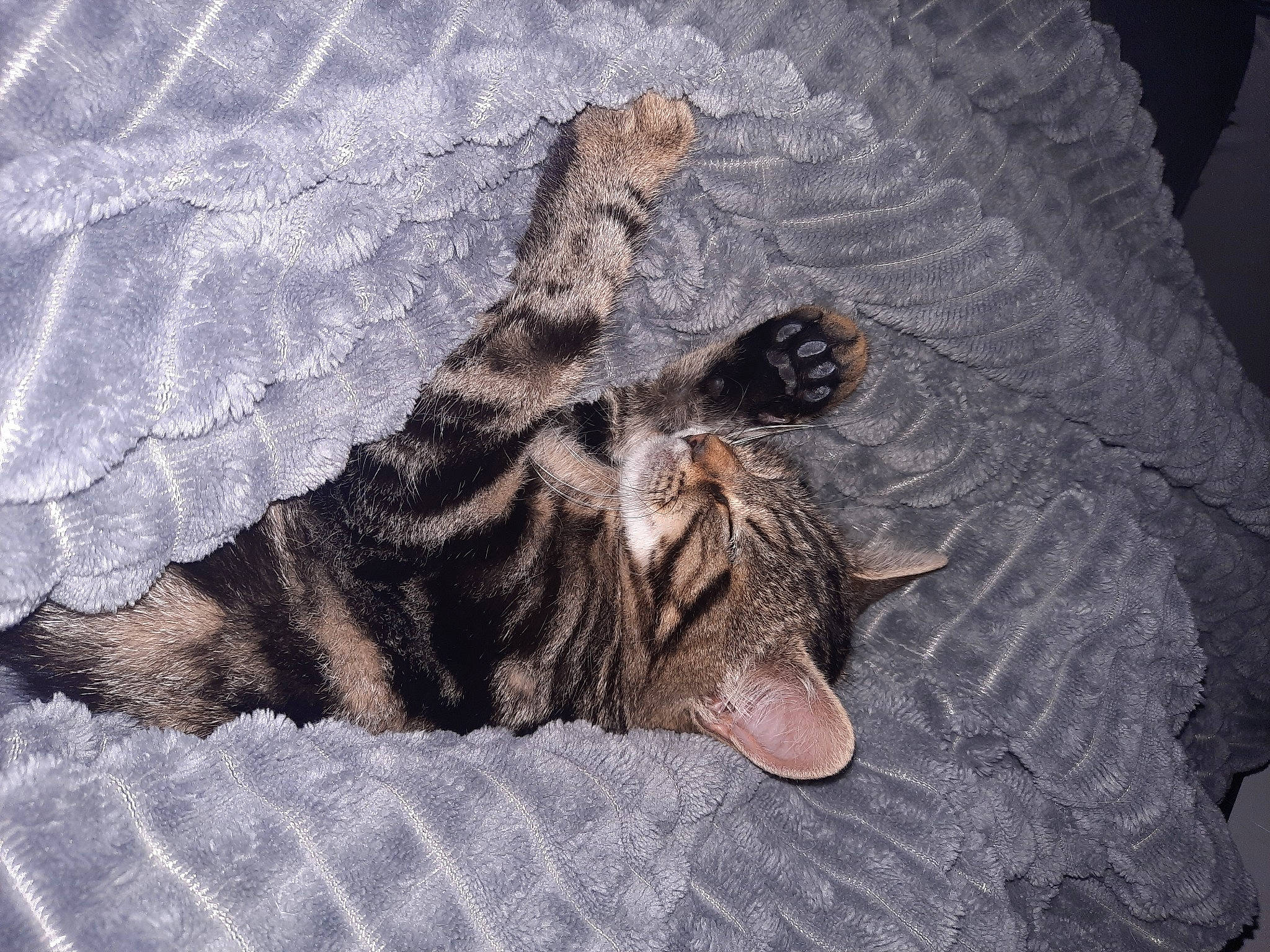 Iris a rejoint le concours — aidez-le/la à gagner de superbes lots ! boot, carnivore, cat, claw, comfort, domestic_short_haired_cat, felidae, foot, fur, grey, human_leg, leg, pattern, paw, small_to_medium_sized_cats, tail, terrestrial_animal, whiskers, wildlife, wood